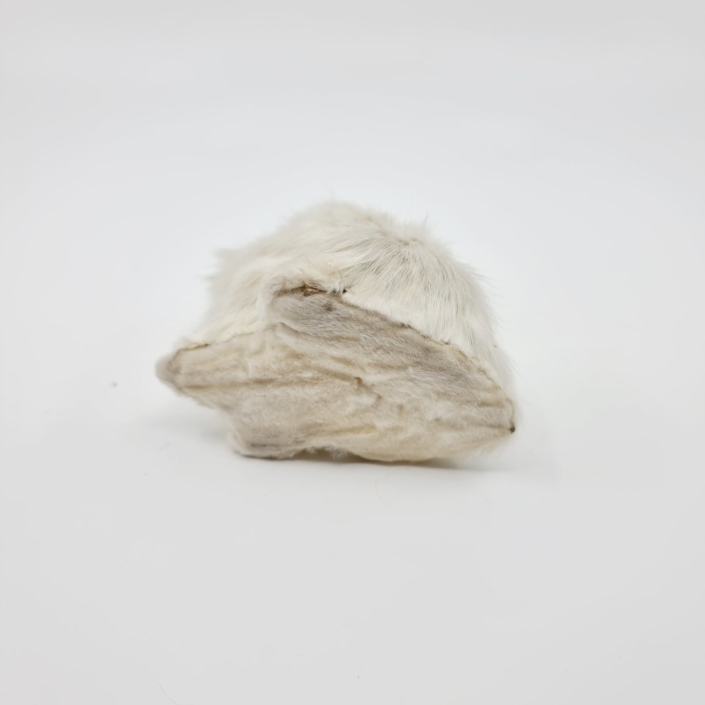 Petit chat blanc poilu (Modèle n°82)