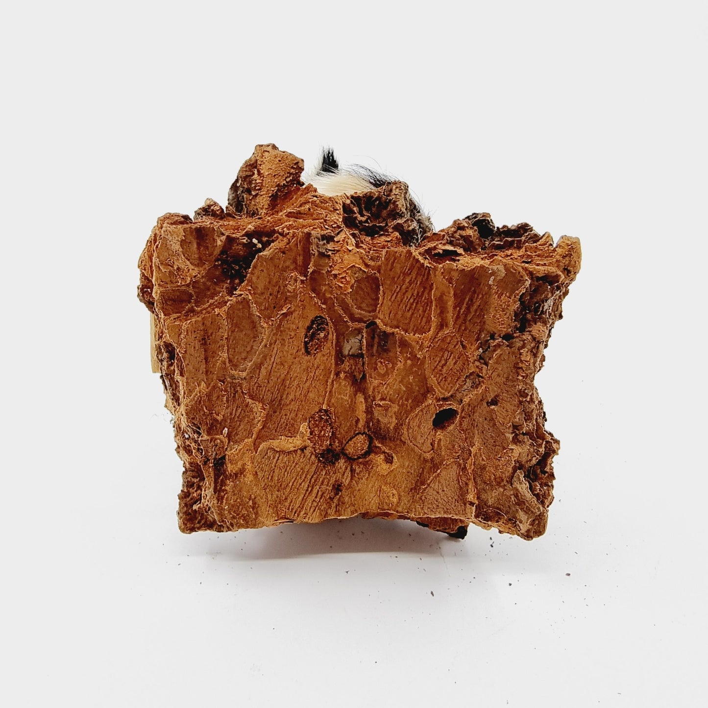 Chats poilus du Valais (2 structures) (Modèle n°2)