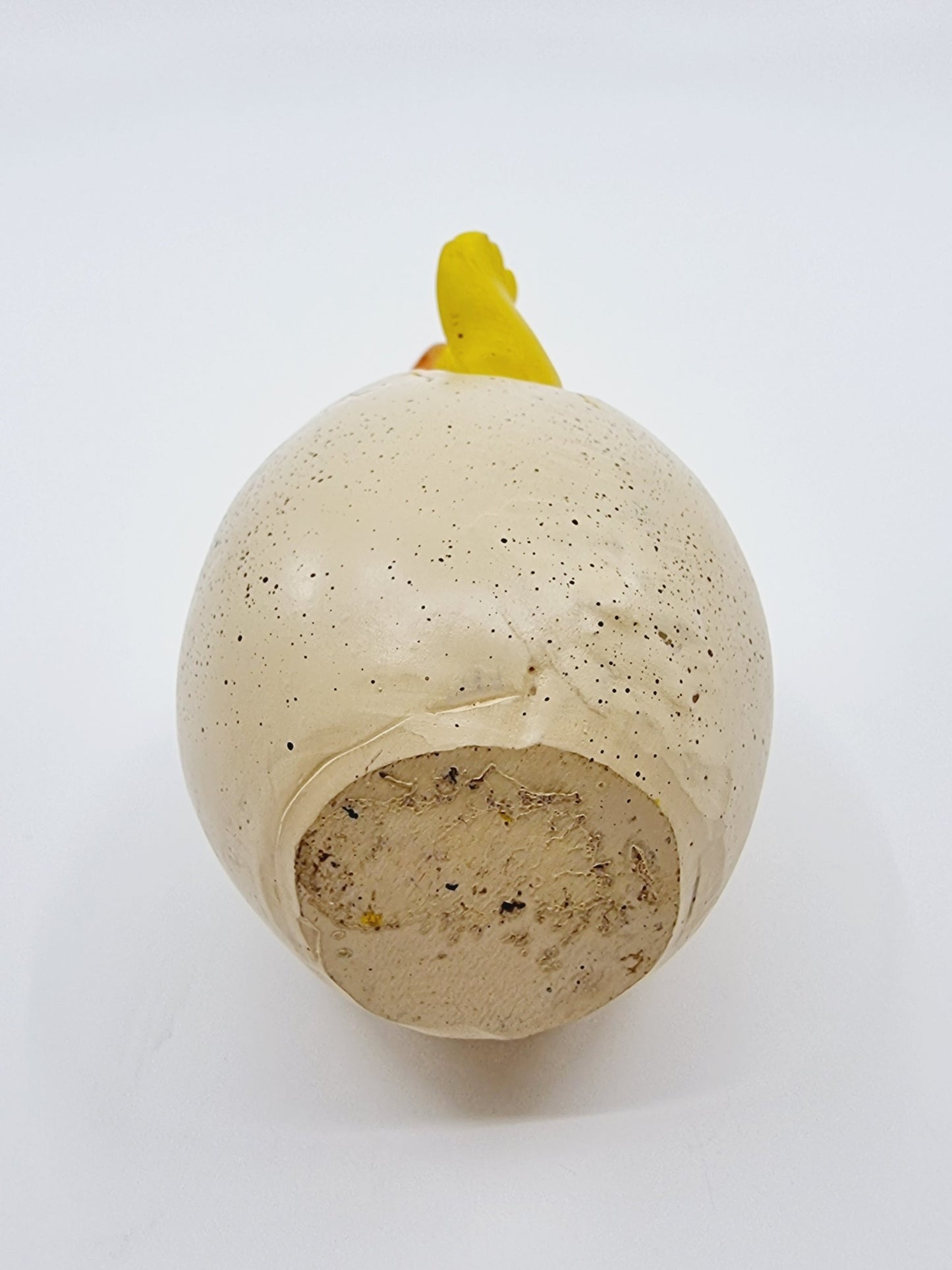 Poussin dans sa coquille