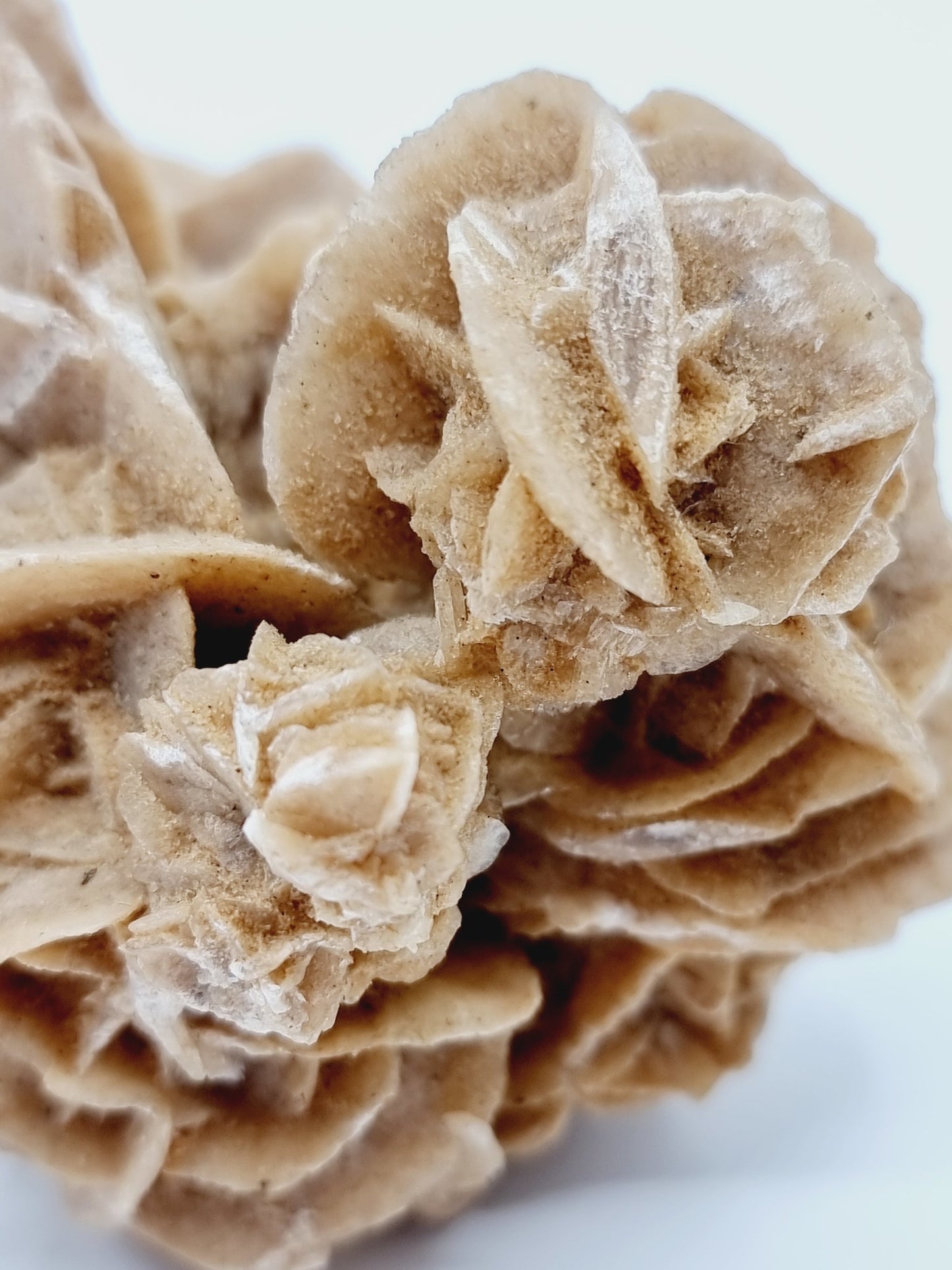 Rose des sables (286 gr)