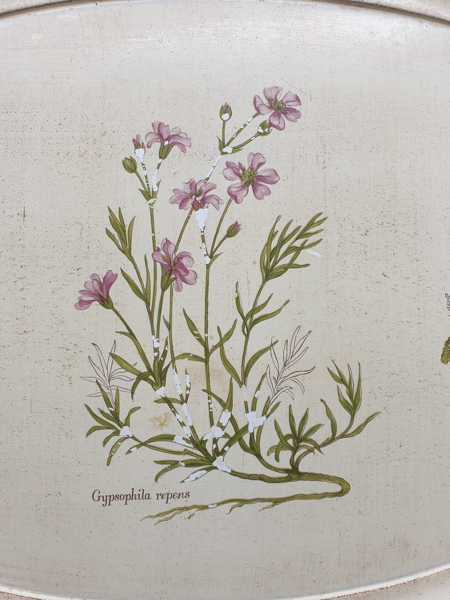 Plateau - Gypsophila repens