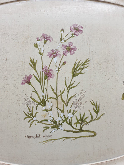 Plateau - Gypsophila repens