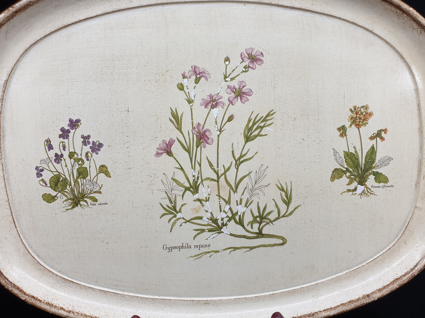 Plateau - Gypsophila repens