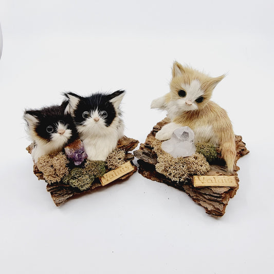 Chats poilus du Valais (2 structures) (Modèle n°2)