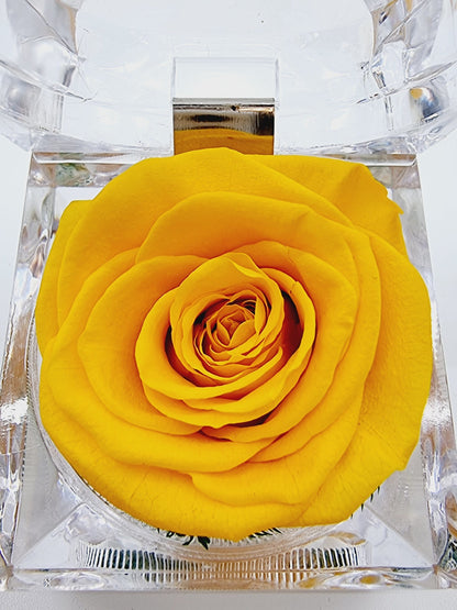 Rose éternelle dans son écrin - jaune