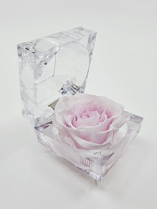 Rose éternelle dans son écrin - rose pâle