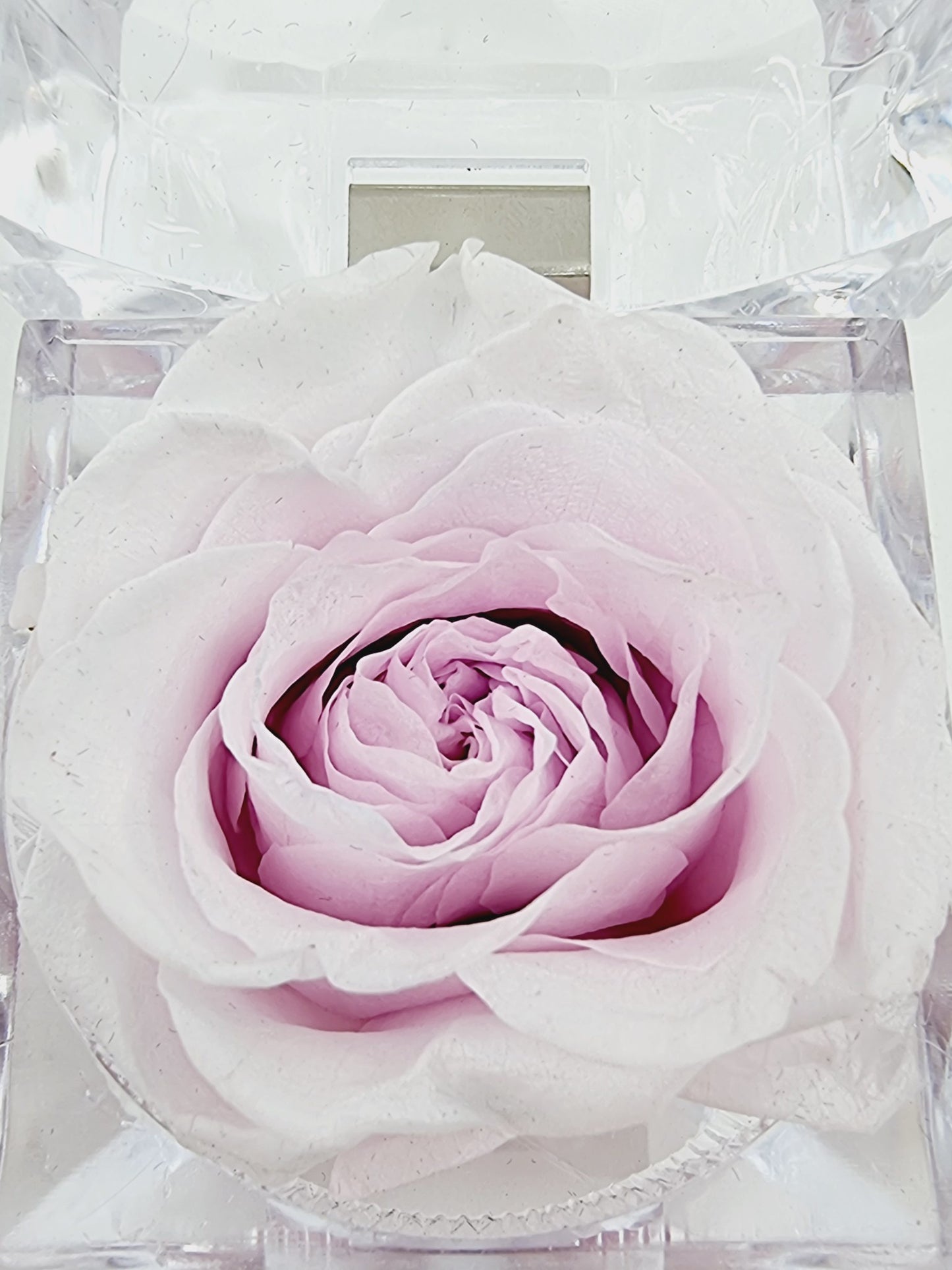 Rose éternelle dans son écrin - rose pâle