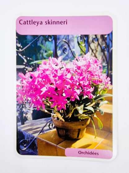 Coffret jardin - Orchidées avec 50 cartes explicatives